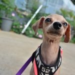 알리/.푸들/남아(중성화<b>완료</b>)/3살/2kg  알리는 뜬장에서 구조된...