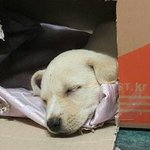 행복이2