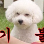 [댓글부탁해] 설렘일화 <b>풀때</b> 됐지않았냐