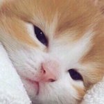 [드루와] <b>내</b> <b>뒤</b>에서 걸어가는 남매 진짜 졸귀탱ㅋㅋㅋㅋㅋㅌㅌ