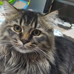 [고양이] <b>카우</b>와레오(4)