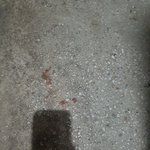 냥이가 계속 쥐를 잡아와요ㅠㅠ