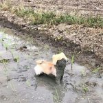 [드루와] 애들아 나꿈꿨는데