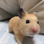 [댓글<b>부탁</b>해] <b>햄</b>기천사 보고가