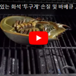 [간단한요리] [약혐] 살아있는 <b>화석</b> '투구게' 손질 및 바베큐...