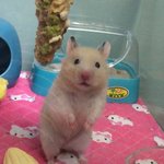 [댓글부탁해] 쌍수 <b>절개</b> 인아웃으로 얇게 찝으면