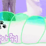 [강다니엘] +게임끝)녤짤을 찾아줘) 추석에도 찾아줘~다녤을 찾아줘...