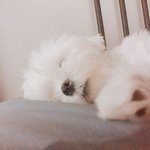 [드루와] 우리집 댕댕<b>이소</b>개합니당