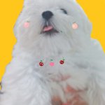 [솜아<b>소망</b>해] 얘들앙 나 말티즈 애깅이 분양받았는데 넘 귀여워 어떡하지...