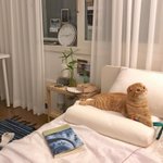 고양이 종류좀알려주세요!! <b>사진O</b>