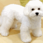 [EXO] 비비도<b>바조</b>라