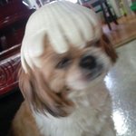 [댓글부탁해] 우리 개 <b>모자</b> 좀 봐줘 어떰
