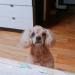 얘들앜ㅋㅋㅋ 강아지 놀리기 <b>꿀</b><b>잼</b>ㅋㅋㅋㅋㅋㅋㅋㅋㅌ
