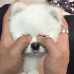 어이쿠 <b>왕자</b>님 어떻게 해ㅠㅠㅜㅜㅜ