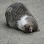 [드루와] 귀짤<b>뿌림</b>