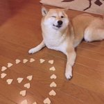 귀여운 강아지 짤 <b>풀자</b>!ㅎㅎ