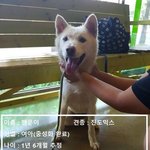 [강아지] 골반골절로 안락사 명단에 오른 <b>행운</b>이