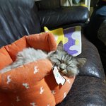 [드루와] 우리집 고양이 레전드 사진 건져냄