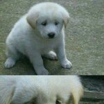 [19] <b>레몬</b>에 무슨 의미있음..?