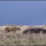 [VIXX] 나 빅스 닮은 <b>동물</b>짤 가져왔어