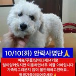 [<b>분양</b>] 강아지 <b>분양</b>