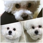 [강아지] 일케 슬프게 생긴 <b>비숑</b> 보신분???