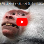 [유머북] [동물제목학원] 보고 있으면 현웃 터지는 제목학원ㅋㅋㅋ