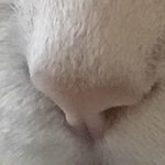 곤양이보다 귀여운 동물이 있을가 ?