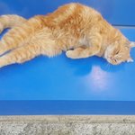 [드루와] 우리집고양이 귀엽지
