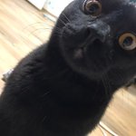 [고양이] 돌아온 먼지 생존기