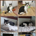 길에서 구조된지 몇달이 지나가는데 소식없는 14마리 냥이들..