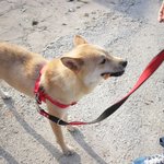 [큰멍멍이] 1년동안 동네 빌라주차장에서 유기견 생활을 했던 ,...