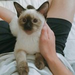 [댓글부탁해] 우리 냥주인 이름좀 <b>지어</b>줘
