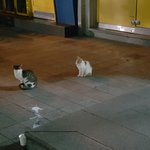 [꼭댓글부탁] 초보<b>캣</b><b>맘</b>입니다. 조언부탁드려용!!