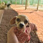 알리/.푸들/<b>남아</b>(중성화완료)/3살/2kg  알리는 뜬장에서 구조된...