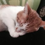 나 고양이 잃어버릴뻔함ㅠㅠㅠㅠㅠ