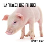 [댓글부탁해] 반려라는 이름의 취미생활