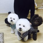 [강아지] 내새끼들과 추억들
