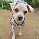 <b>밀크</b>/말티즈/여아/4살/3.5kg  강아지공장에서 구조된 <b>밀크</b>