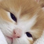 나 방금 동물<b>시체</b>봄