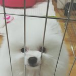 [강아지] 네팔자가 부럽다 <b>봉봉</b>