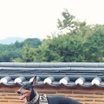 [강아지] 도베르만 <b>노블</b>이와 봉선사에 다녀왔습니다~