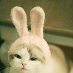 [트와이스] 안뇽 나  타팬인데 트와이스knock knock가사