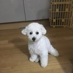 [강아지사진] 우리집 댕댕이 조카하찮음