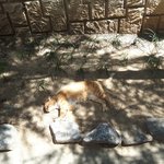 [꼭봐주세요] 버려진고양이를도와주세요