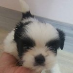 블랙시<b>츄</b> "까미" 성장모습