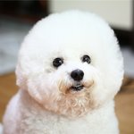 세훈 멍멍이 비비