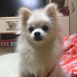 [강아지] 8개월 포메라니안 <b>두부</b>