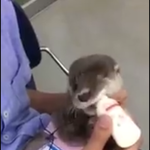 [워너원] 아기수달 이름 이대휘임 ㅋㅋㅋㅋㅋㅋ