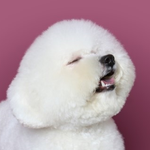 [멋찌다] 실력 좋은 남돌들 (씨디 삼키신 남돌들)